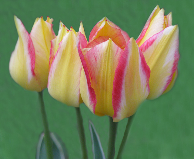 Spring Tulips