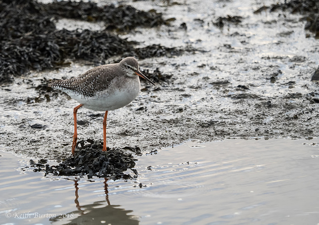 Spotted Redshank