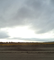 Tournesols sur la route 83 / Sunflowers on route 83