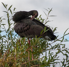 Preening