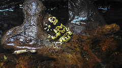 20200301 6596CPw [D~MS] Gelbgebänderter Pfeilgiftfrosch (Dendrobates leucomelas), Zoo,  Münster