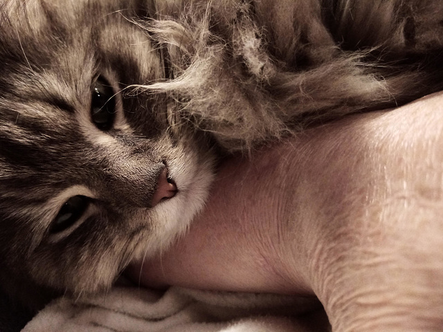 le câlin, c'est quand il veut