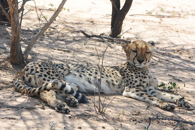 Namibia, Cheetah in the Okonjima Nature Reserve