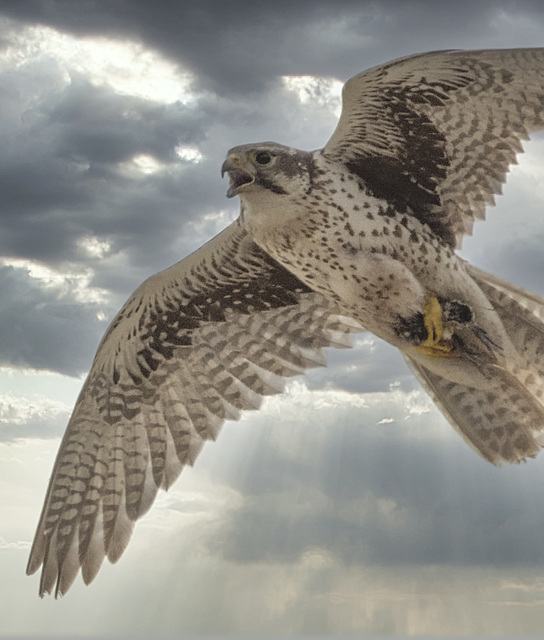 Prairie Falcon