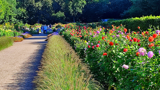 Dahliengarten im Altonaer Volkspark