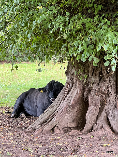 Shy Bull!