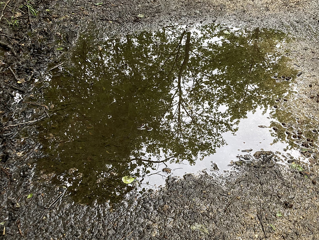 Tree in a puddle