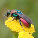 Goldwespe (Hedychrum rutilans)