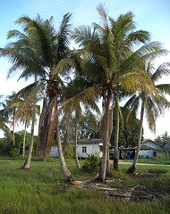 Cocotiers malaisiens / Malaysian coconut trees