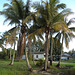 Cocotiers malaisiens / Malaysian coconut trees