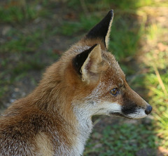 ma belle rencontre d' hier apres midi en foret de compiegne .....