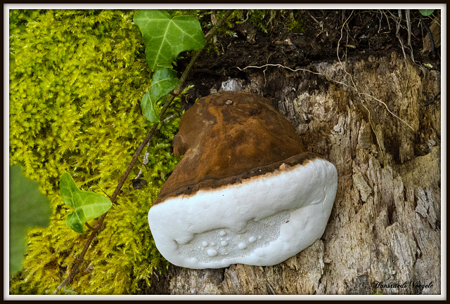 Pilz am morschen Baumstrunk