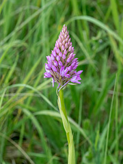 Anacamptis pyramidalis - 2016-04-29_D4_DSC7165