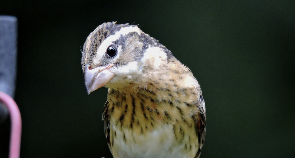 Rose-breasted Grosbeaks