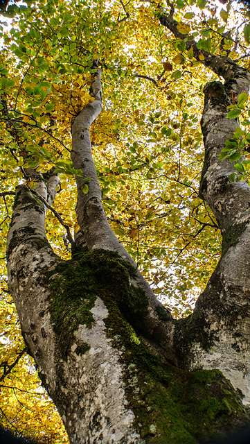 l'automne est là