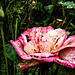 Rose au jardin avec Picsart