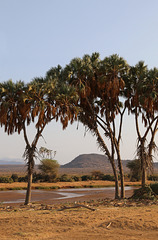 Looking into Samburu