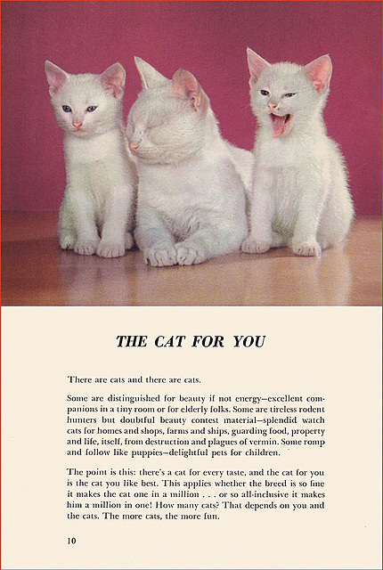 Kittens and Cats (4), 1957