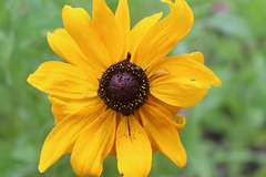 My Garden~~ A  small Sunflower..... here we sometimes call them a "brown-eyed Suzie"