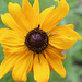 My Garden~~ A  small Sunflower..... here we sometimes call them a "brown-eyed Suzie"