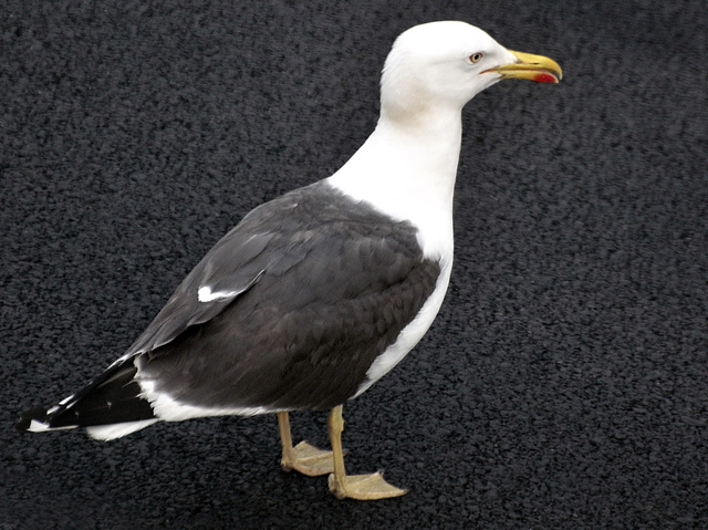 Lesser Black-Backed Gull.