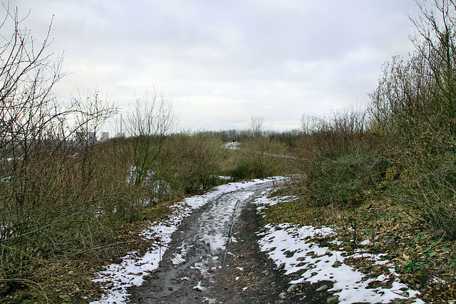 Kissinger Höhe, Hamm-Herringen / 3.02.2019