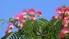 Albizia