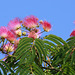 Albizia