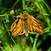 Large Skipper Butterfly