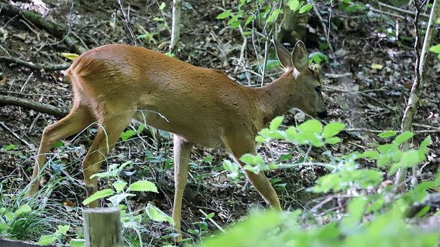 Chevreuil au bois