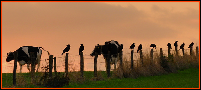 Cows  and Crows