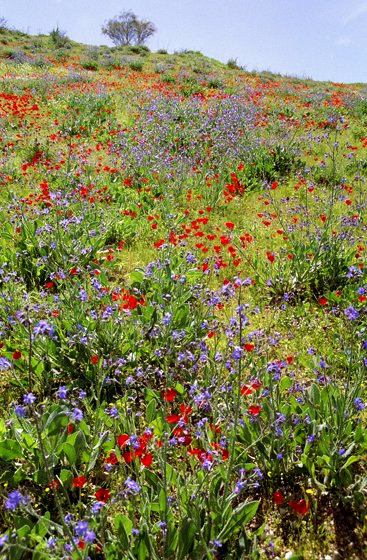 Spring in Samaria