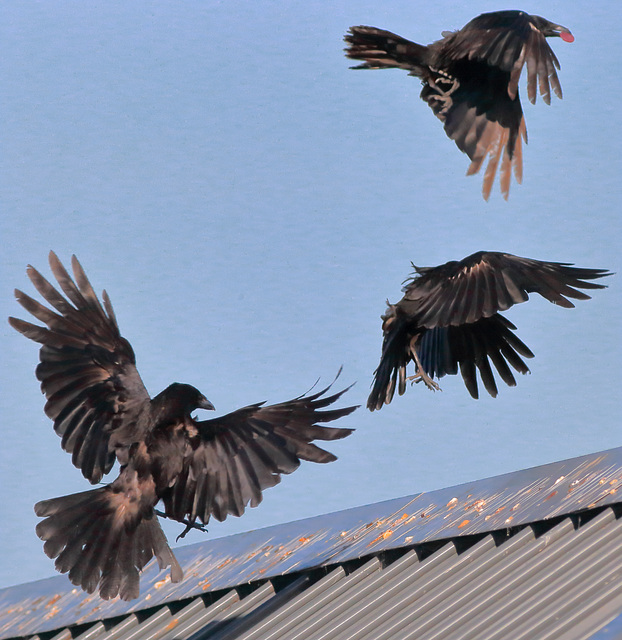 EOS 6D Peter Harriman 19 12 35 13195 crows dpp