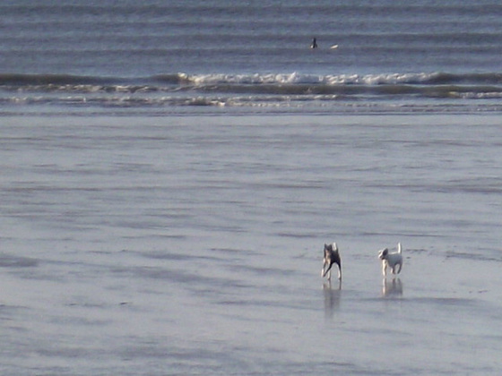 Some dogs having a wonderful time on the beach