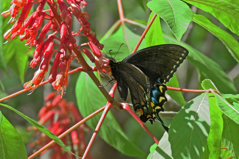 Tiger Swallowtail Butterfly (Female - Dark Phase)