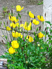 Such a lovely display of Icelandic poppies