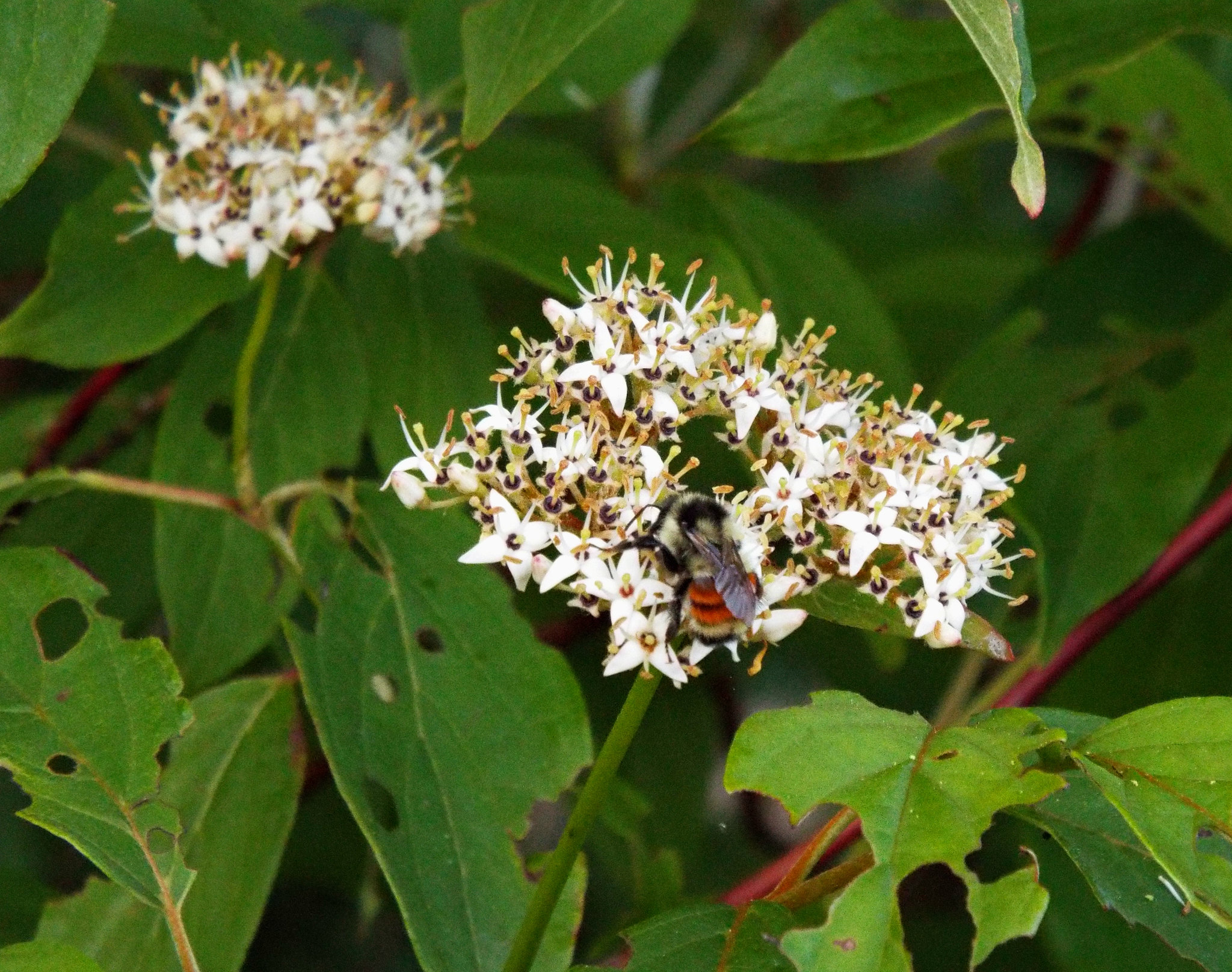 Gathering honey ...