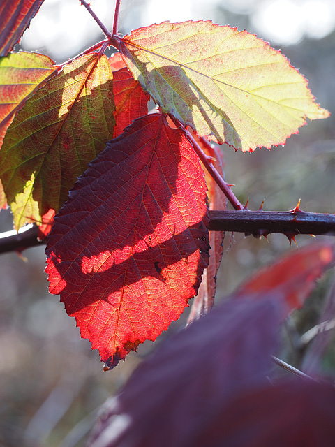 Stachelschatten