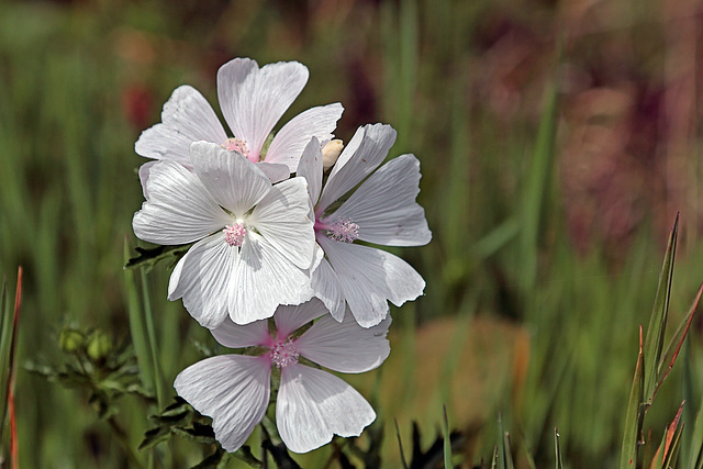 Malva spec.