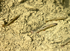 Forellen im Schlappholtsee am Fellhorn