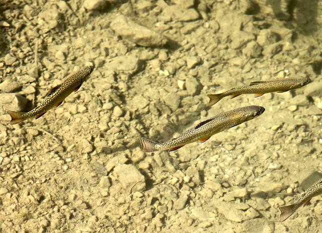 Forellen im Schlappholtsee am Fellhorn