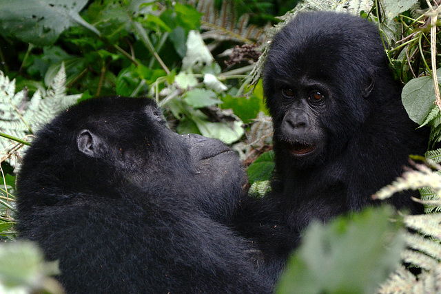 Uganda, Bwindi Forest, Gorilla Mom with Her Cub