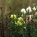 Flowers in our garden