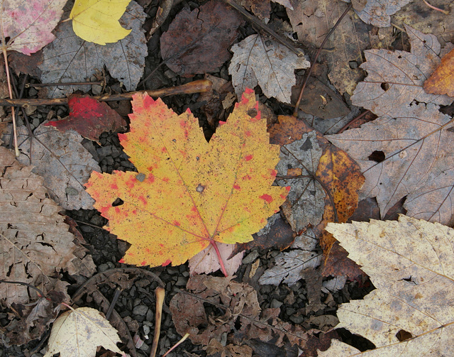 27/50 maple leaf, feuille d'érable