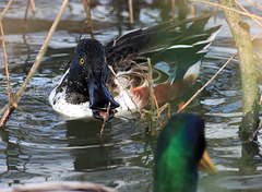 EOS 90D Peter Harriman 10 37 30 49089 shoveler dpp