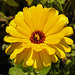 20200609 8172CPw [D~LIP] Blume, Bad Salzuflen
