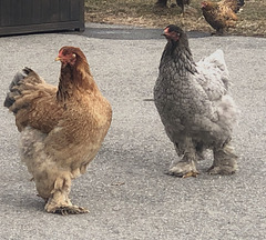 Les belles plumes