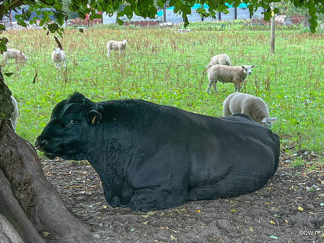 The Boys Club - Rams and the Bull at Altyre Home Farm