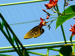 Papillon à Bali