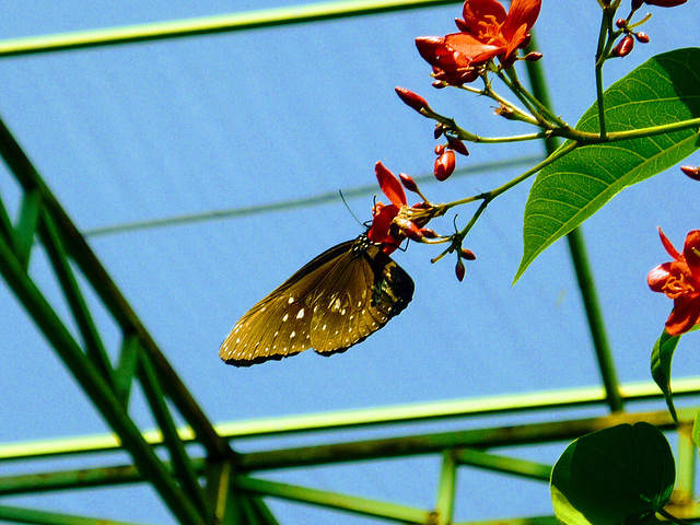 Papillon à Bali